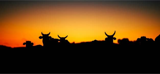 The Cow Was Not Domesticated With the Idea That There Is Divinity in It