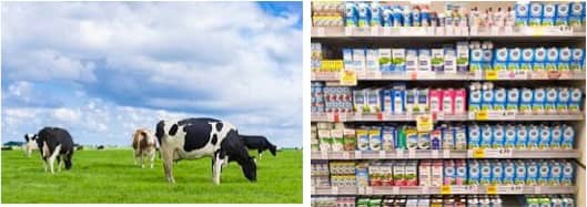 The Dutch dairy industry: Country profile on dairy sector