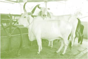 Livestock schemes to be merged, get ₹9,800 crore over 5 years