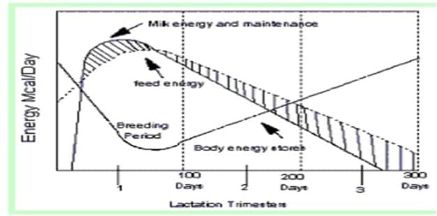 How to rear cows scientifically for better profitability ?