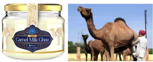Aadvik Foods the first Camel milk brand in India launch Camel milk Ghee