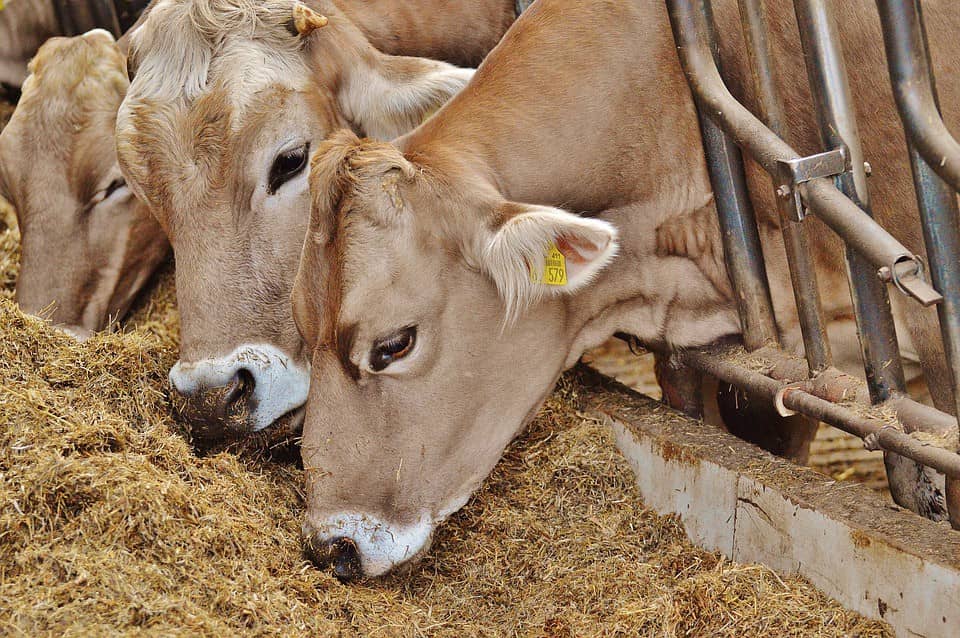 US express concern over mandatory BIS feed regulation in India