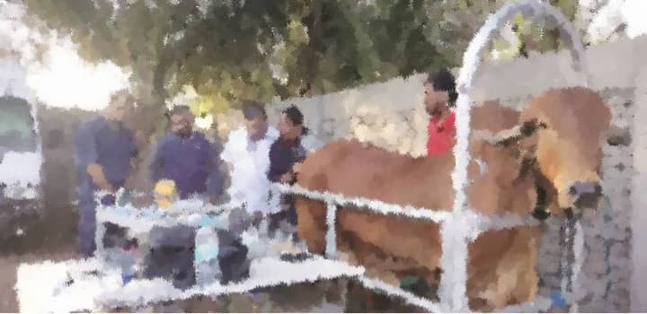 Animal husbandry department is looking at creating Cow factories in India