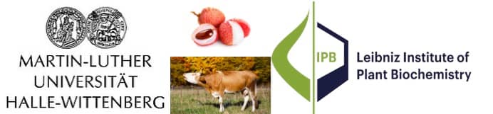 Cows pass on Hypoglycin A toxin found in Lychee and maple tree to milk