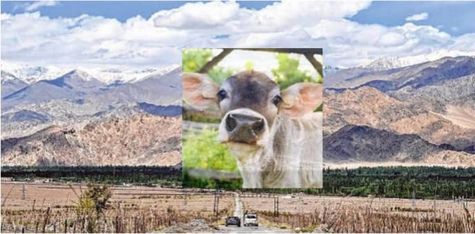 NDDB to support Ladakh UT administration in dairy development
