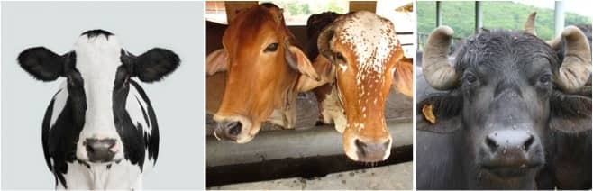 Exotic cows,desi cows and buffaloes grew by 26%,10% and 1 % in 2020 livestock census