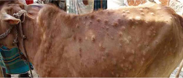 Lumpy skin disease Spreaded its wings over a dozen states