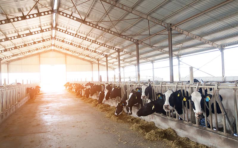 EU intervention Program for SMP harmed US Farm Gate Prices : A report