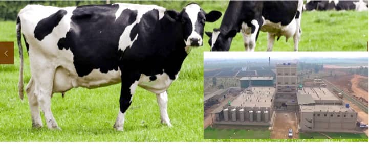 Not afraid of A2 milk storm, Vachan milk upbeat on Holstein