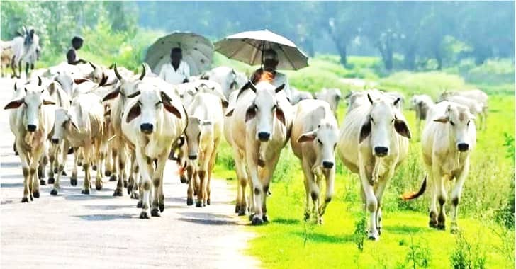 Cow methane emissions are reduced by 15% with balanced diet -NDDB report