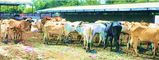 NGT brings Guashalas and dairy farms under Pollution control Board mandate