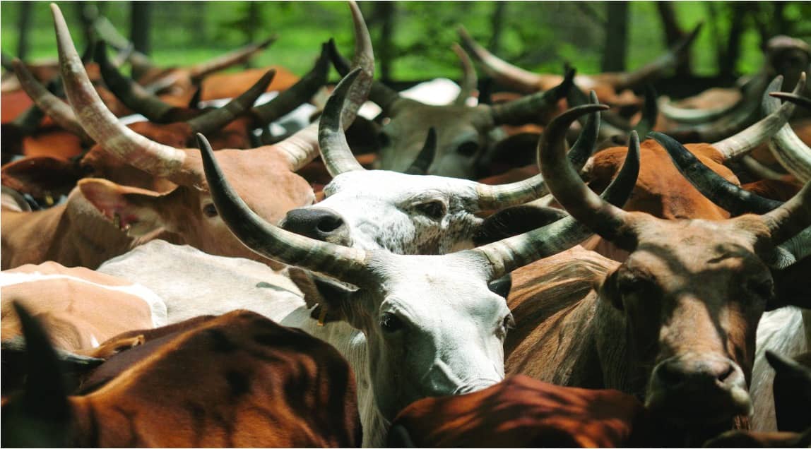 Traditional therapies for strengthening livestock health