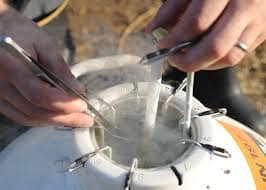 Sexed Semen Use Rises, Heifer Numbers Recover Slowly