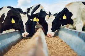 Fertility Gains Linked to Higher Milk Output