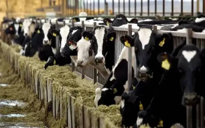 Indonesia Pushes for Dairy Self-Sufficiency