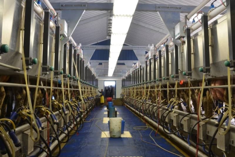 Growing Milk Supplies Weigh on Global Dairy Markets