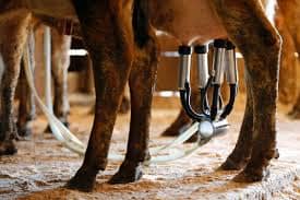 Dairy Farmers Sue Over US Checkoff Program