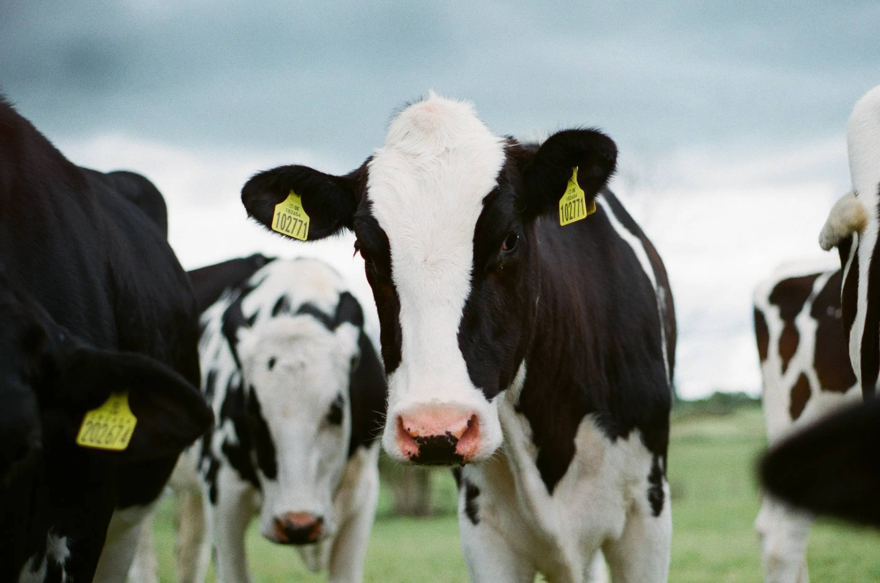India Leads Global Dairy Race in 2025