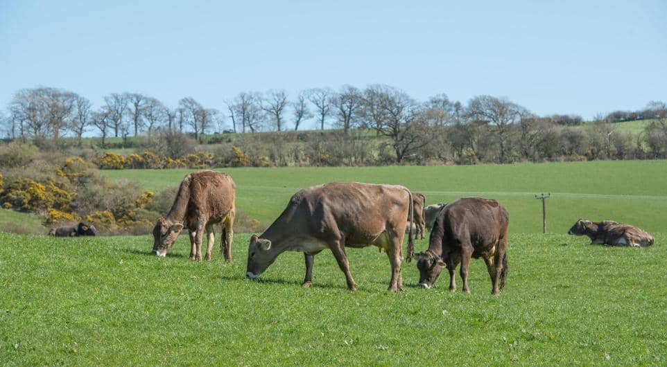 Heatwaves Cut GB Milk Output, Lift Dairy Prices