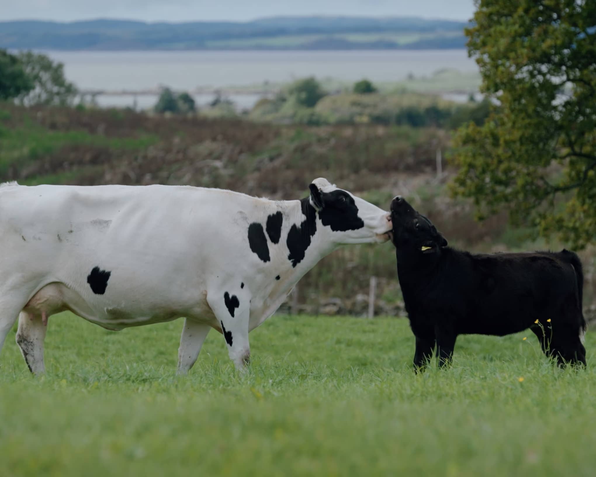 Documentary Explores Ethical Dairy Farming Model
