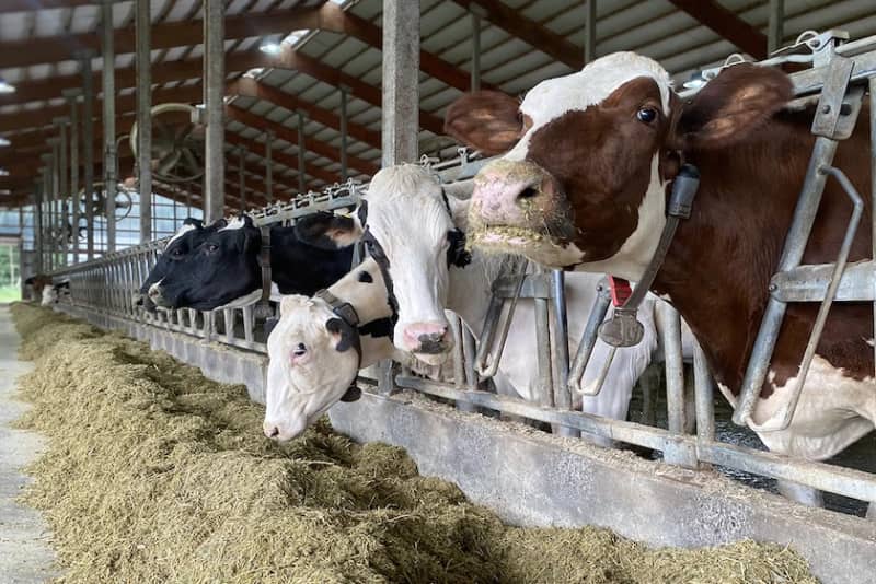 Study Finds Dairy Cows Stay Consistent Methane Emitters