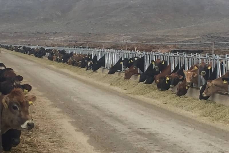 U.S. Dairy Targets 15 Billion-Pound Growth by 2030