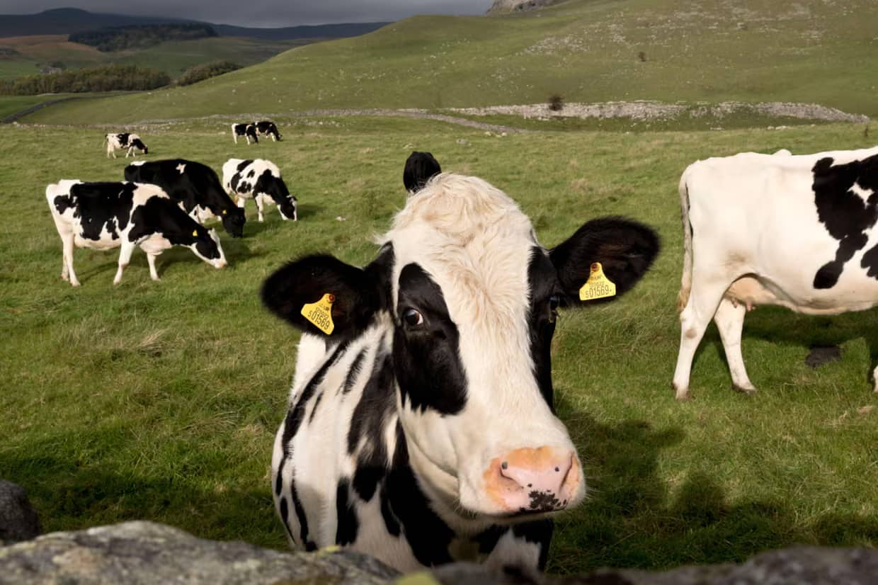 Milk-Source Heat Pumps Cut Dairy Energy Costs and Emissions