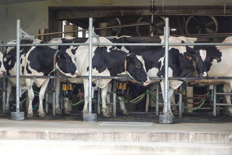 US Tariffs Disrupt Canadian Dairy Exports