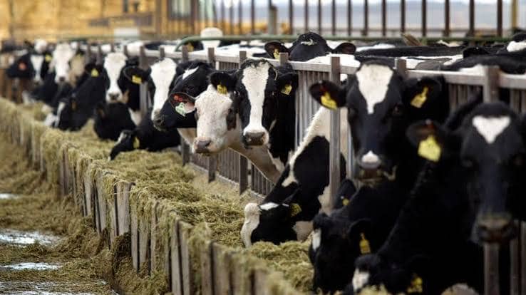 Livestock Insurance Portal to Launch on September 28
