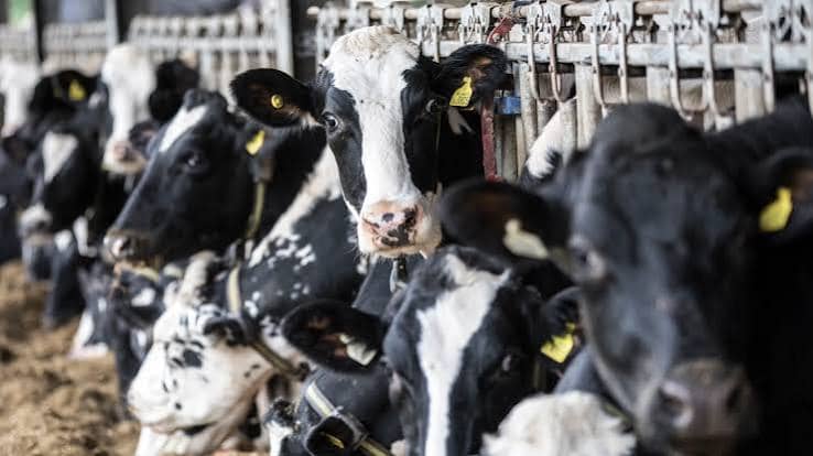 UK Mega-Dairies Face Scrutiny Over Environmental Impact