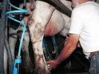 PETA Raises Concerns Over Dairy Farming Practices
