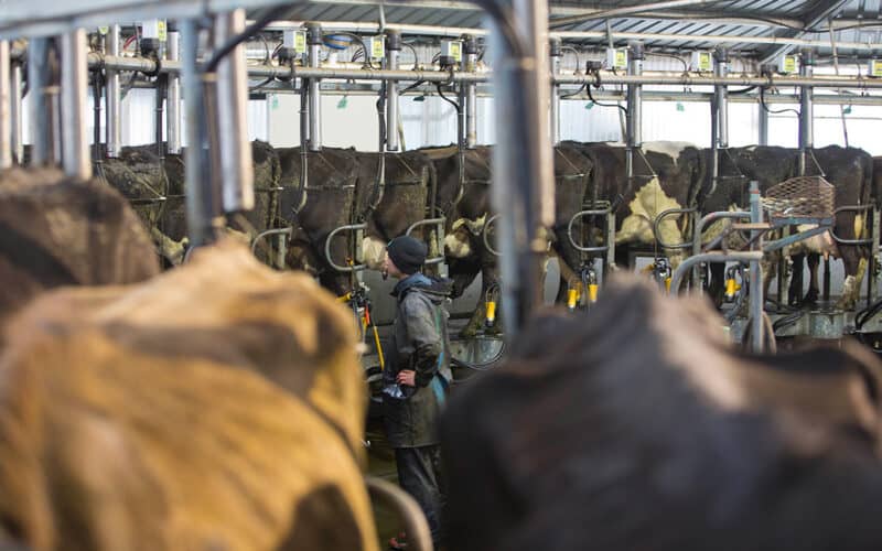New Zealand Dairy Sharemilking Law Reform Gains Momentum