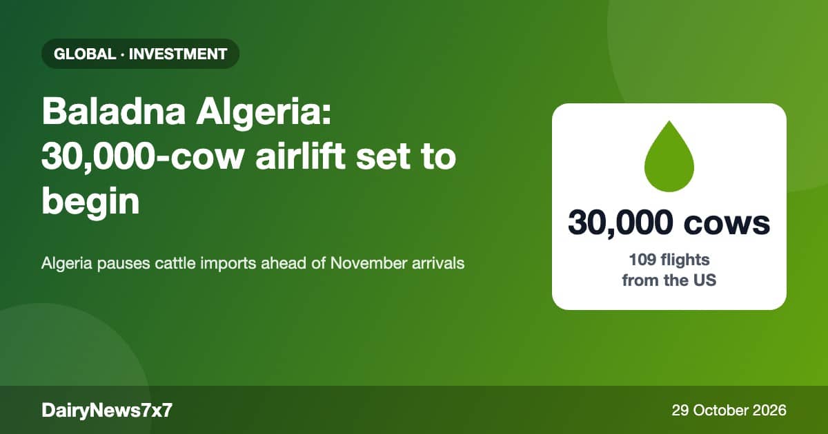Baladna Algeria: Massive 30,000-Cow Airlift Set as Cattle Imports Paused