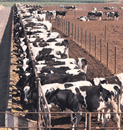 How Farm Size Shapes the Cost of Producing Milk in USA Farms