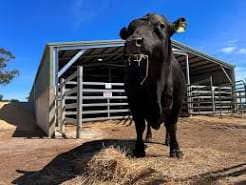 China Reopens Bull Semen Imports to Boost Dairy Cattle Genetics