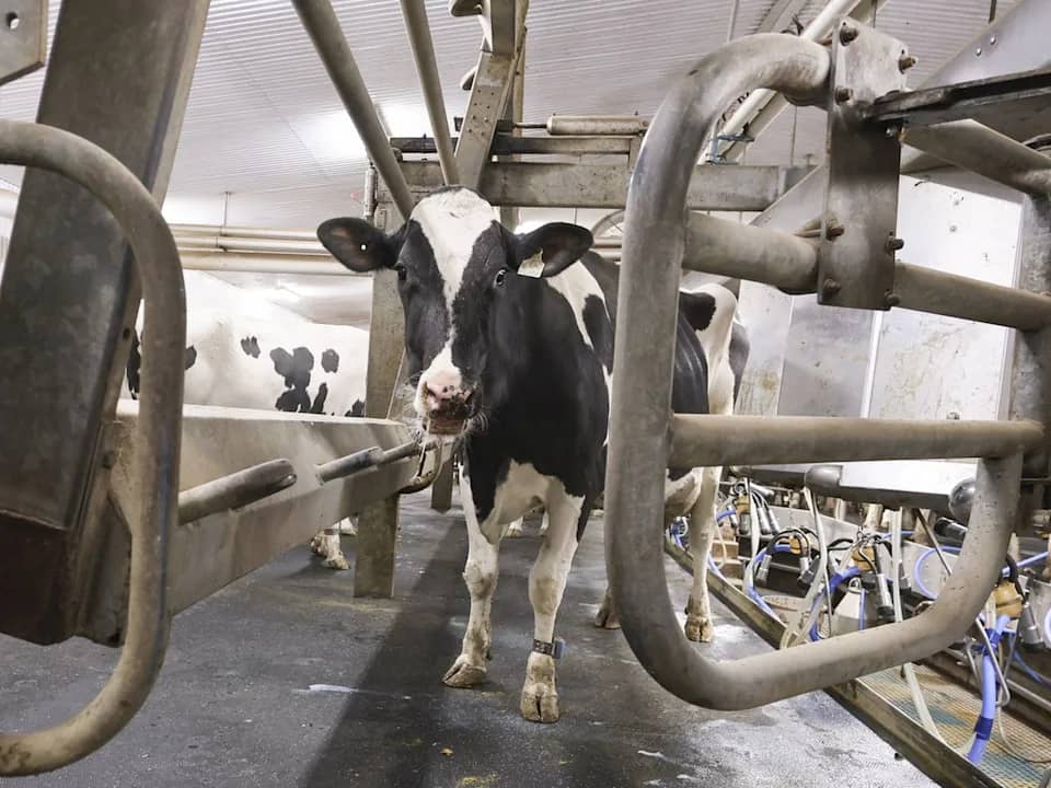 Canada’s Dairy Trade Faces Fresh Liberalisation Debate
