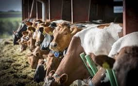 Arla Raises Farmer Incentives to Cut Dairy Emissions