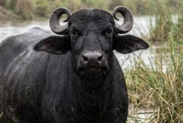 Kenya Explores Indian Water Buffaloes to Address Milk Shortages