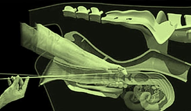 Supreme Court asks government to respond to plea to ban Artificial Insemination in livestock