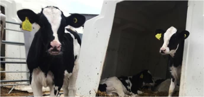 Researchers to investigate using AI to detect disease in cows