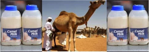 “New” lactic acid bacteria can make African camel milk safe