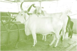 Livestock schemes to be merged, get ₹9,800 crore over 5 years