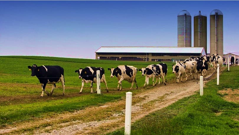 Milk production fell in the EU in 2022 – FAO