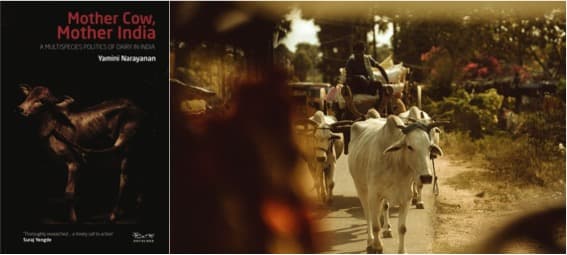 Veganism Isn’t the Answer to India’s Dairy Industry Politics