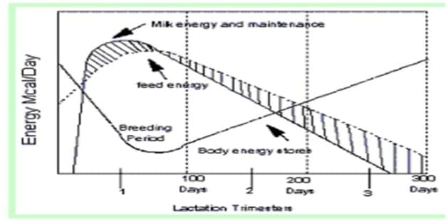 How to rear cows scientifically for better profitability ?