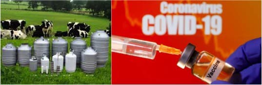 Can India’s dairy sector help in Covid vaccine transportation?