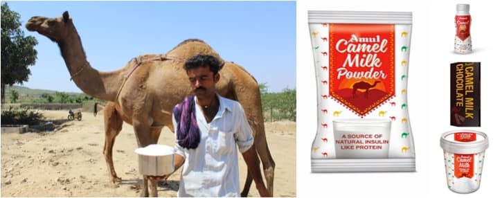 Amul launches camel milk ice-cream, milk powder
