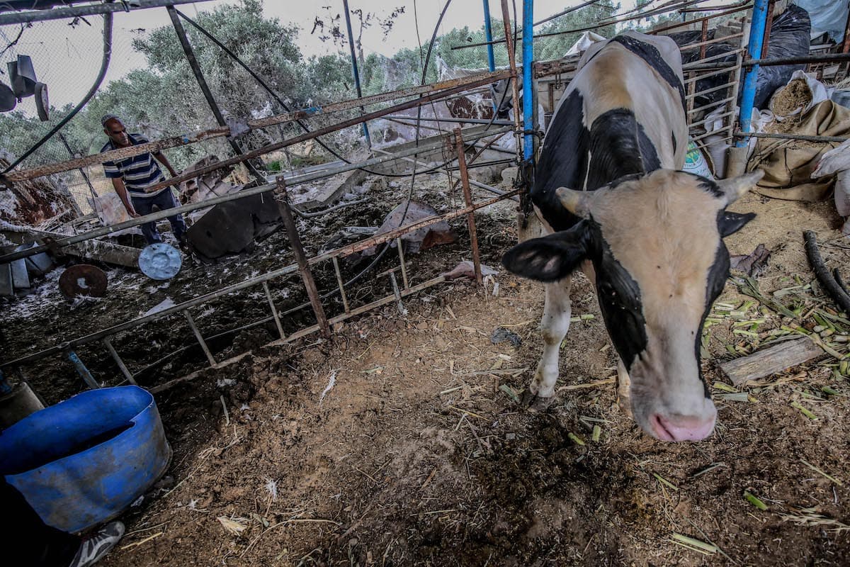 Dairy farm bombed to the east of Gaza strip by Israel