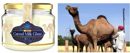 Aadvik Foods the first Camel milk brand in India launch Camel milk Ghee