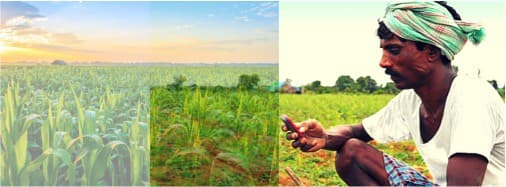 MSP and FCI based cereal economy not comparable with dairy economies: Dec 6th